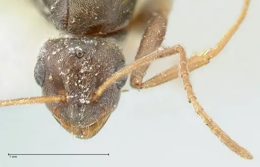 Lepisiota frauenfeldi specimen FOCOL2199 image focol2199_2