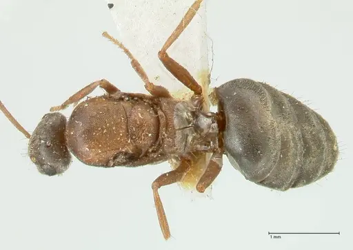 Lepisiota frauenfeldi specimen FOCOL2200 image focol2200_1