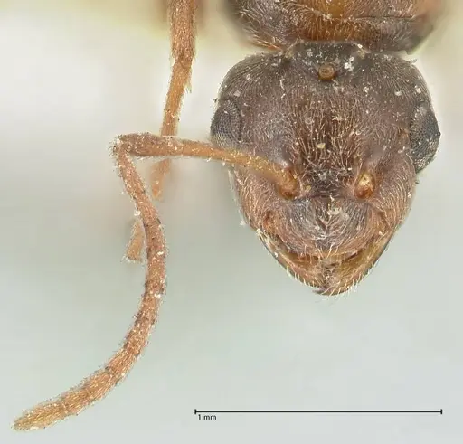 Lepisiota frauenfeldi specimen FOCOL2200 image focol2200_2
