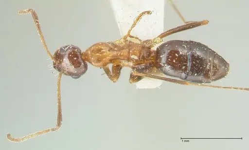 Lepisiota frauenfeldi specimen FOCOL2201 image focol2201_1