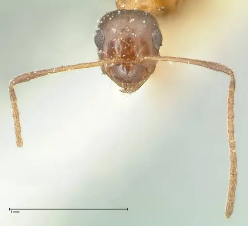 Lepisiota frauenfeldi specimen FOCOL2201 image focol2201_2