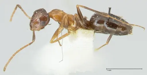 Lepisiota frauenfeldi specimen FOCOL2201 image focol2201_3