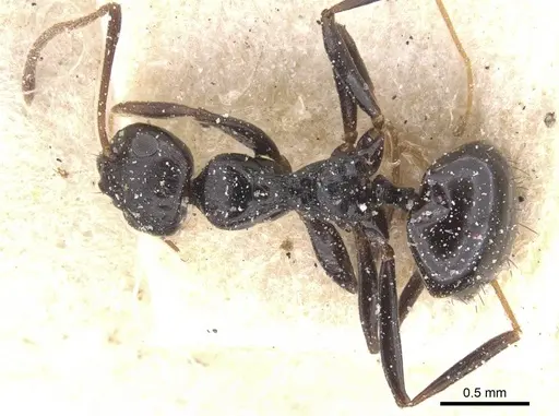 Lepisiota gerardi specimen CASENT0912389 image casent0912389_1