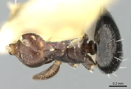 Lepisiota harteni specimen CASENT0906339 image casent0906339_1