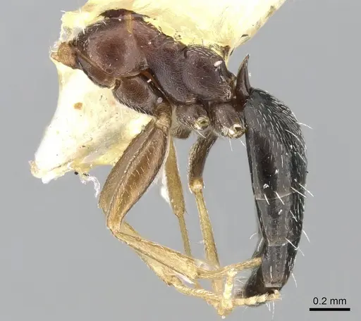 Lepisiota harteni specimen CASENT0906339 image casent0906339_3