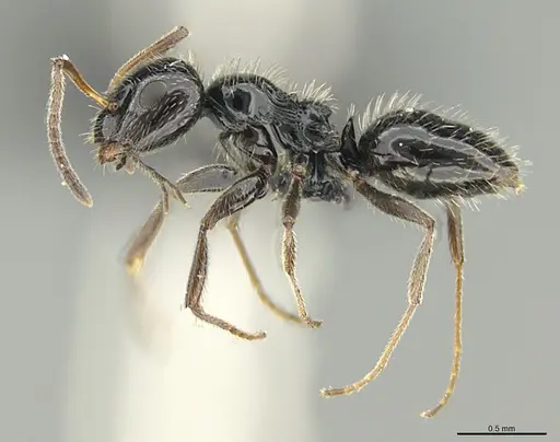 Lepisiota hirsuta specimen CASENT0066801 image casent0066801_1