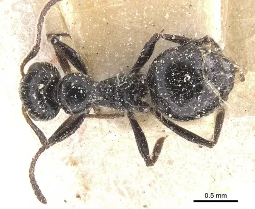 Lepisiota hirsuta specimen CASENT0912390 image casent0912390_1