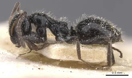 Lepisiota hirsuta specimen CASENT0912390 image casent0912390_3