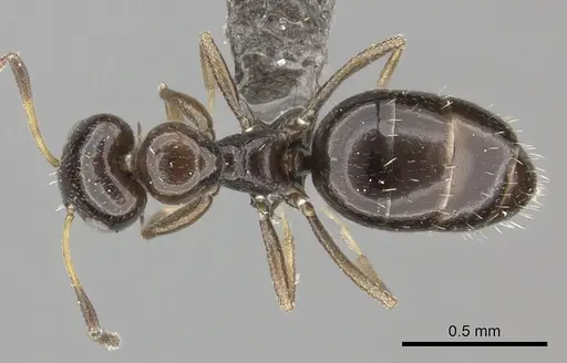 Lepisiota imperfecta specimen CASENT0235894 image casent0235894_1