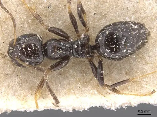 Lepisiota imperfecta specimen CASENT0912393 image casent0912393_1