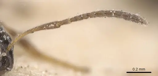 Lepisiota imperfecta specimen CASENT0912393 image casent0912393_3