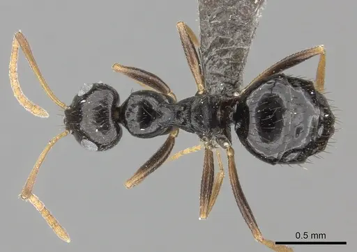 Lepisiota incisa specimen CASENT0235895 image casent0235895_1