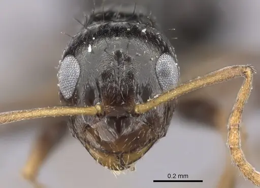 Lepisiota incisa specimen CASENT0235895 image casent0235895_2
