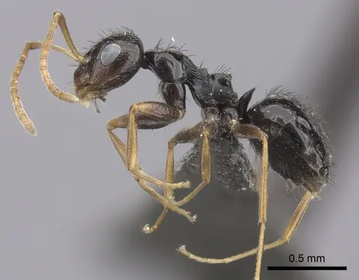 Lepisiota incisa specimen CASENT0235895 image casent0235895_3