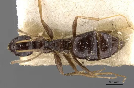 Lepisiota incisa specimen CASENT0909876 image casent0909876_1