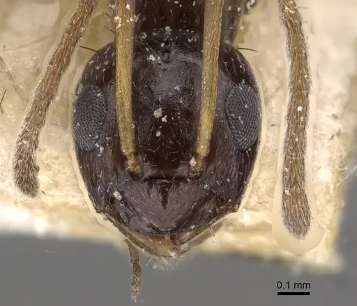 Lepisiota incisa specimen CASENT0909876 image casent0909876_2