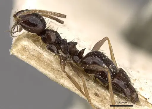 Lepisiota incisa specimen CASENT0909876 image casent0909876_3