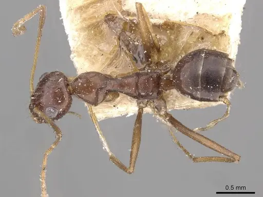 Lepisiota integra specimen CASENT0909888 image casent0909888_1