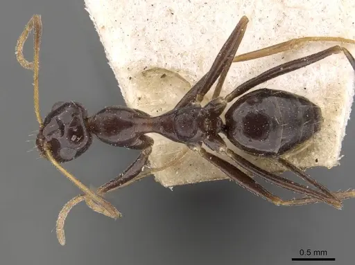 Lepisiota integra specimen CASENT0909889 image casent0909889_1