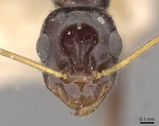 Lepisiota integra specimen CASENT0909889 image casent0909889_2