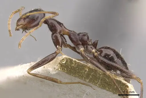 Lepisiota integra specimen CASENT0909889 image casent0909889_3