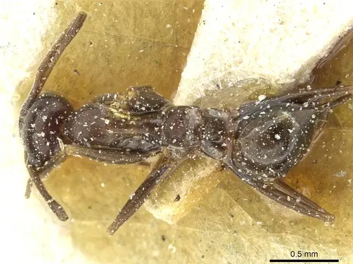 Lepisiota integra specimen CASENT0912382 image casent0912382_1