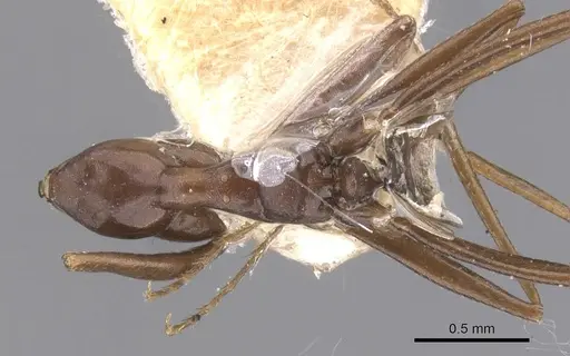 Lepisiota kabulica specimen CASENT0912395 image casent0912395_1