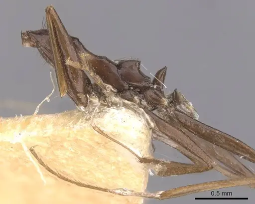Lepisiota kabulica specimen CASENT0912395 image casent0912395_2