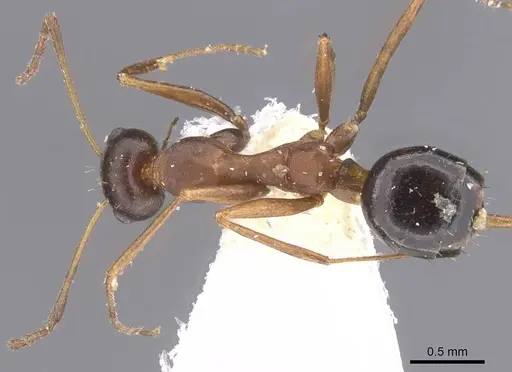 Lepisiota kabulica specimen CASENT0912396 image casent0912396_1