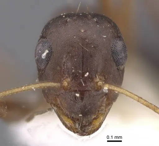 Lepisiota kabulica specimen CASENT0912396 image casent0912396_2