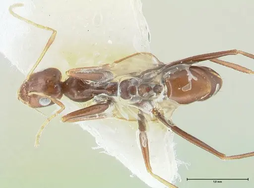 Lepisiota kabulica specimen FOCOL1847-1 image focol1847-1_1