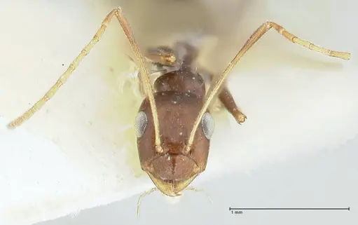 Lepisiota kabulica specimen FOCOL1847-1 image focol1847-1_2
