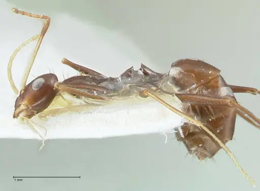 Lepisiota kabulica specimen FOCOL1847-1 image focol1847-1_3