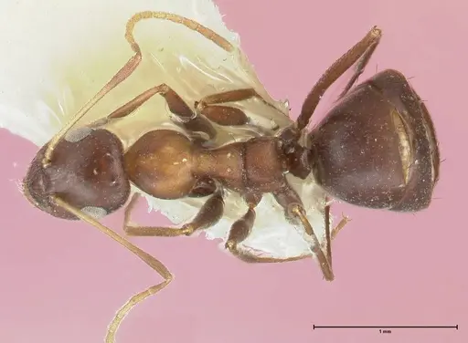 Lepisiota kabulica specimen FOCOL1847-2 image focol1847-2_1