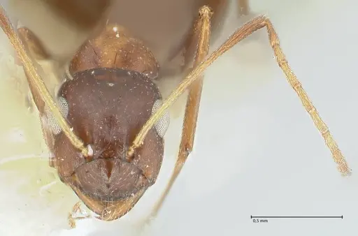 Lepisiota kabulica specimen FOCOL1847-2 image focol1847-2_2