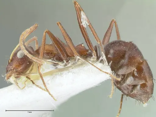 Lepisiota kabulica specimen FOCOL1847-2 image focol1847-2_3