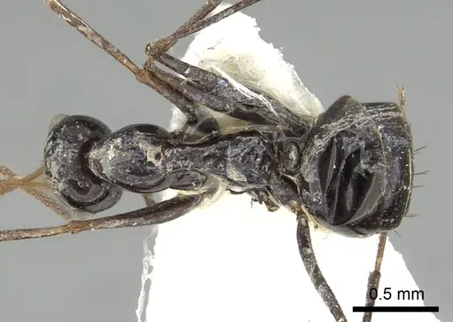 Lepisiota karawaiewi specimen CASENT0249850 image casent0249850_1