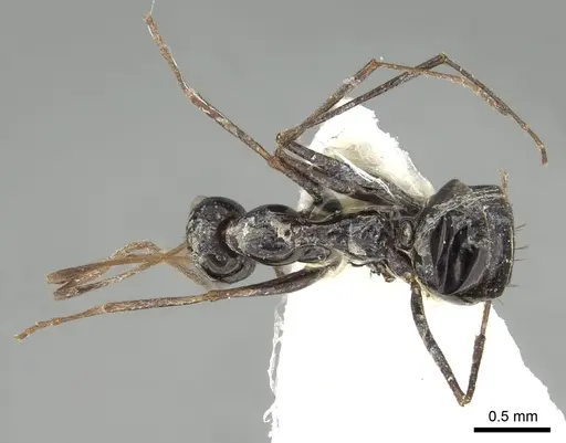 Lepisiota karawaiewi specimen CASENT0249850 image casent0249850_2