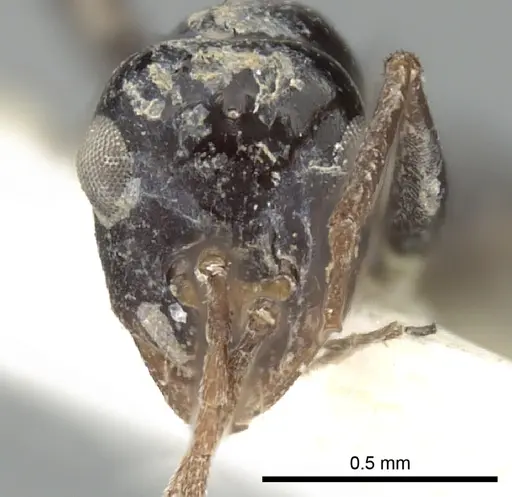 Lepisiota karawaiewi specimen CASENT0249850 image casent0249850_3