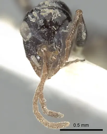 Lepisiota karawaiewi specimen CASENT0249850 image casent0249850_4