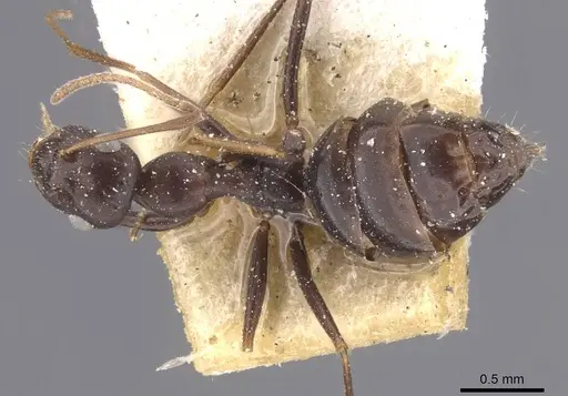 Lepisiota karawaiewi specimen CASENT0912405 image casent0912405_1