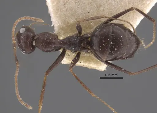 Lepisiota karawaiewi specimen CASENT0917324 image casent0917324_1