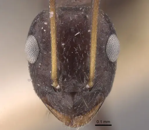 Lepisiota karawaiewi specimen CASENT0917324 image casent0917324_2