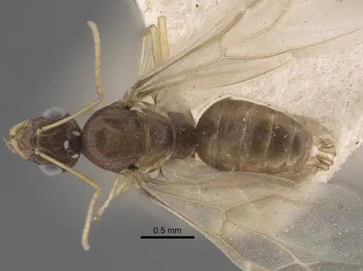 Lepisiota karawaiewi specimen CASENT0917326 image casent0917326_1