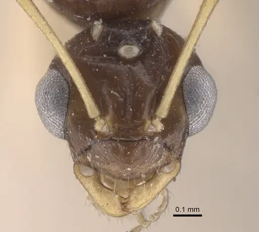 Lepisiota karawaiewi specimen CASENT0917326 image casent0917326_2