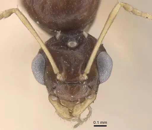 Lepisiota karawaiewi specimen CASENT0917326 image casent0917326_3