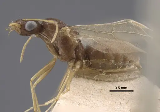 Lepisiota karawaiewi specimen CASENT0917326 image casent0917326_4