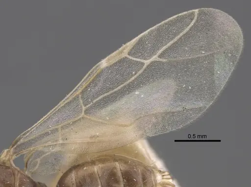 Lepisiota karawaiewi specimen CASENT0917326 image casent0917326_5