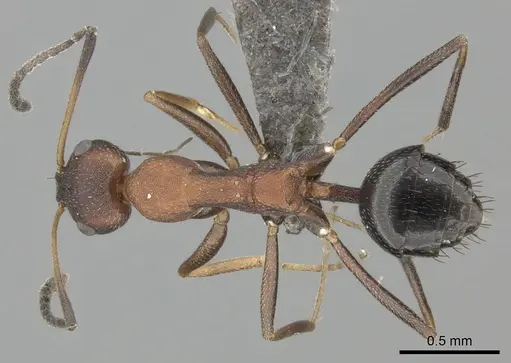 Lepisiota longinoda specimen CASENT0235896 image casent0235896_1