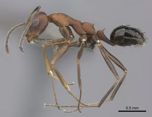 Lepisiota longinoda specimen CASENT0235896 image casent0235896_3